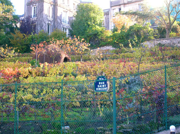 wineyard paris sightseeing